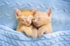Graffiti Laptop Skin Baby Kittens Photo