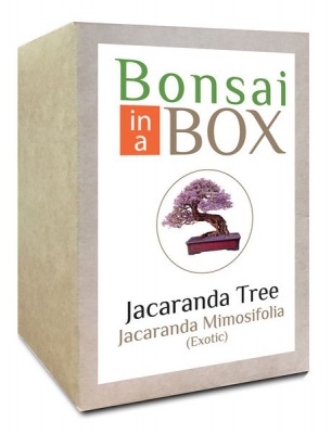 Photo of Bonsai in a box - Jacaranda Tree