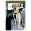 Zolux Car Safety Harness Photo