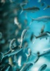A1 Fish Underwater 05 Canvas Print Photo
