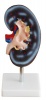 Anatomical Kidney Model Photo