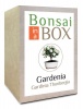 Bonsai in a box - Gardenia Thunbergia Photo