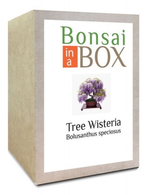 Photo of Bonsai in a box - Wisteria Tree