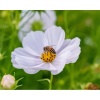 BENGATOUCH Paint by Numbers for Adults - Happy Bee Photo