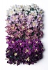 Bloom Mini Gardenia - Purple Photo