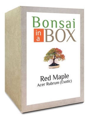 Photo of Bonsai in a box - Red Maple Tree