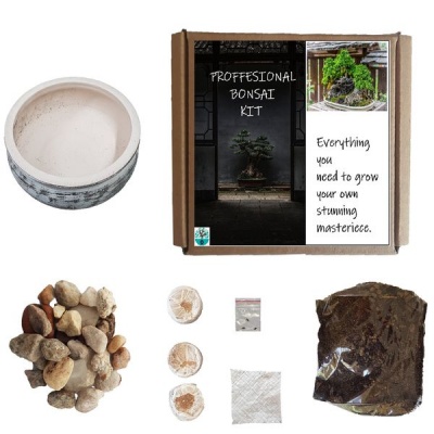 Photo of Seedleme Bonsai grow kit gift box. Indigenous tree seeds Peltophorum Africanum