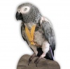 Leathers for Feathers Bird Harness - Yellow Photo