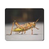 Mouse Pad - Grasshopper Photo