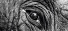 Composite Framed Canvas 77 x 150 Elephant's Eye Photo