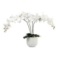 Claires Potted Butterfly Orchid