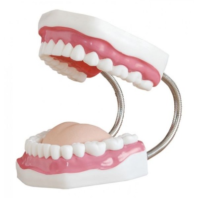 Photo of Dental Care Model {28 Teeth}