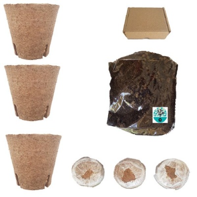 Photo of Easy Bonsai starter kit for Heteropyxis Natalensis aka Lavender Tree
