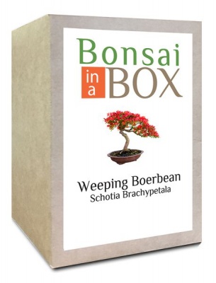 Photo of Bonsai in a box - Weeping Boerbean Tree