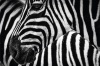 Composite Framed Canvas Zebras Photo