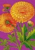 Beautiful Flowers - Greeting Cards Pack of 4 Photo