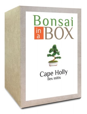 Photo of Bonsai in a box - Cape Holly Tree