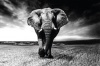 Composite Framed Canvas Elephant Photo