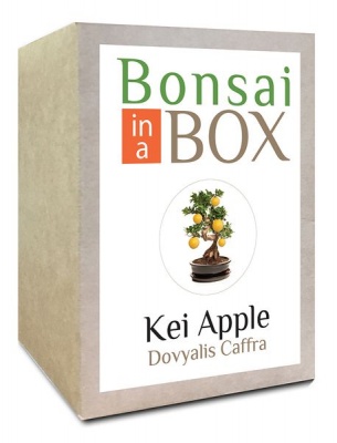 Photo of Bonsai in a box - Kei Apple