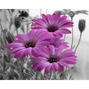BENGATOUCH Paint by Numbers for Adults - Purple Flowers Photo