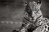 Graffiti Laptop Skin Leopard Photo