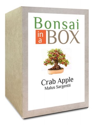 Photo of Bonsai in a box - Crab Apple Tree