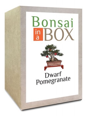Photo of Bonsai in a box - Dwarf Pomegranate Tree
