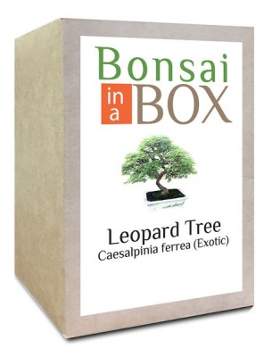 Photo of Bonsai in a box - Leopard Tree