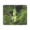 Mouse Pad - Ringneck Parakeet Photo
