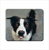 Mouse Pad - Border Collie With Tongue Photo