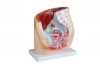 Human Female Pelvis Section Model Photo