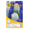 Hadeco Hyacinths - Assorted - 2x 5 bulbs Photo