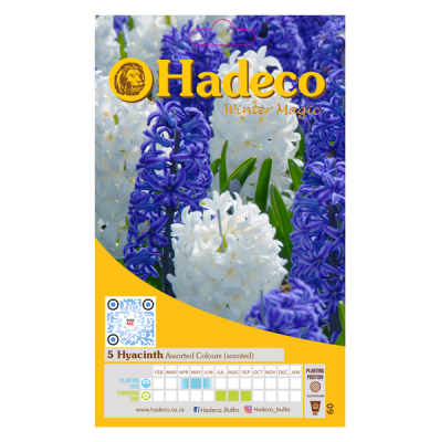 Photo of Hadeco Hyacinths - Assorted - 2x 5 bulbs