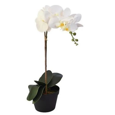 Claires White Orchid