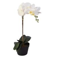 Claires White Orchid