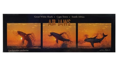 Photo of Chris Fallows Collection Great White Shark Breach Three in One Magnet
