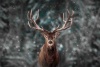 Graffiti Laptop Skin Raindeer Snowing Photo