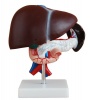Human Life Size: Liver Pancreas and Duodenum Simulation Model Photo