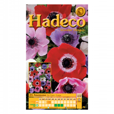Photo of Hadeco Anemones - Single - Mixed Colours - 2 x 20 bulbs