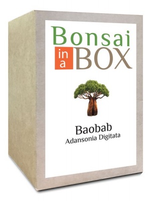 Photo of Bonsai in a box - Baobab Tree