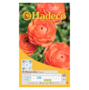 Hadeco Ranunculus - Regular - Orange - 2 x 25 bulbs Photo