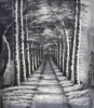 Etcetera Oil Painting Forest - 700 x 600 mm Photo