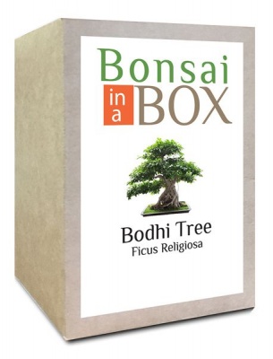 Photo of Bonsai in a box - Bodhi Tree