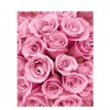 BENGATOUCH Paint by Numbers for Adults - Pink Rose Bed Photo