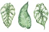 MDF 3 Piece Collage Leafy Green Photo