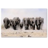 Large A1 size Canvas Print – Elephant Photo