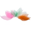 Anthony Peters Leaf Skeletons - 20 Pieces Photo