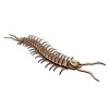 Wow We - 3D Wooden Model Insects Centipede Photo
