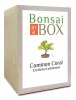 Bonsai in a box - Corel Tree Photo