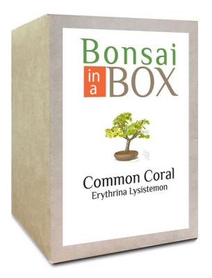 Photo of Bonsai in a box - Corel Tree